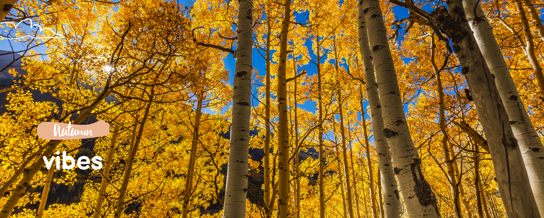 Aspen Forest in Autumn